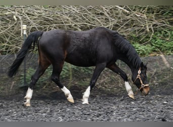 Plus de poneys/petits chevaux, Jument, 11 Ans, 142 cm, Bai brun foncé