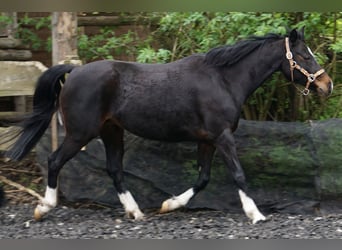 Plus de poneys/petits chevaux, Jument, 11 Ans, 142 cm, Bai brun foncé