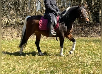 Plus de poneys/petits chevaux, Jument, 11 Ans, 146 cm, Pinto