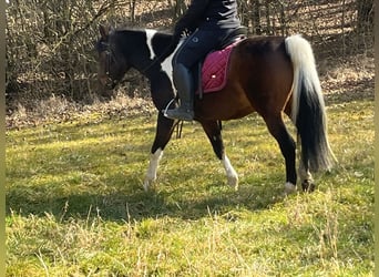Plus de poneys/petits chevaux, Jument, 11 Ans, 146 cm, Pinto