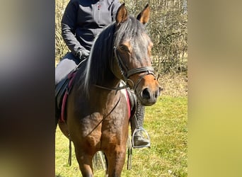 Plus de poneys/petits chevaux, Jument, 11 Ans, 146 cm, Pinto