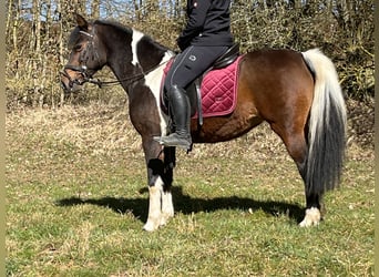 Plus de poneys/petits chevaux, Jument, 11 Ans, 146 cm, Pinto