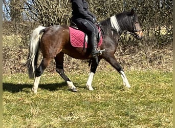 Plus de poneys/petits chevaux, Jument, 11 Ans, 146 cm, Pinto