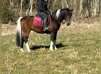 Plus de poneys/petits chevaux, Jument, 11 Ans, 146 cm, Pinto
