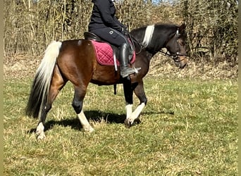 Plus de poneys/petits chevaux, Jument, 11 Ans, 146 cm, Pinto