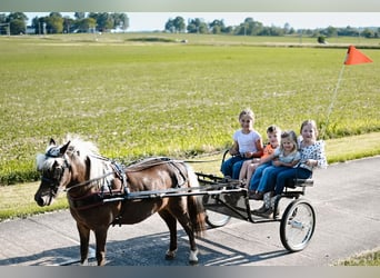 Plus de poneys/petits chevaux, Jument, 11 Ans, 86 cm, Grullo