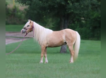 Plus de poneys/petits chevaux, Jument, 11 Ans, 99 cm, Palomino