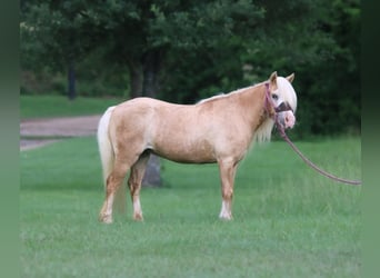 Plus de poneys/petits chevaux, Jument, 11 Ans, 99 cm, Palomino