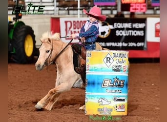 Plus de poneys/petits chevaux, Jument, 12 Ans, 122 cm, Palomino