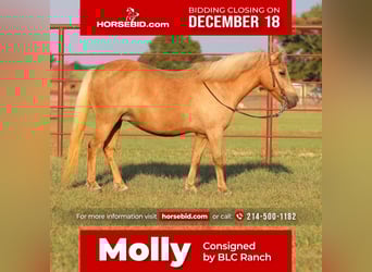 Plus de poneys/petits chevaux, Jument, 12 Ans, 122 cm, Palomino