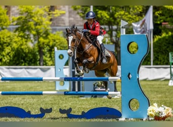 Plus de poneys/petits chevaux, Jument, 12 Ans, 127 cm, Bai