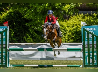 Plus de poneys/petits chevaux, Jument, 12 Ans, 127 cm, Bai