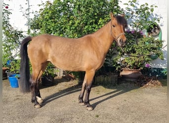 Plus de poneys/petits chevaux, Jument, 12 Ans, 131 cm, Buckskin