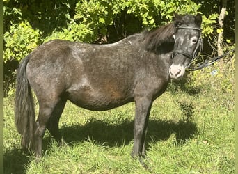 Plus de poneys/petits chevaux, Jument, 13 Ans, 120 cm, Gris noir