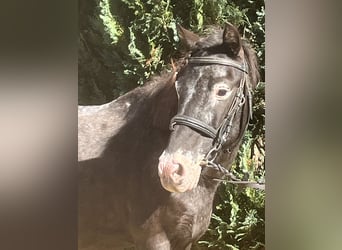 Plus de poneys/petits chevaux, Jument, 13 Ans, 120 cm, Gris noir