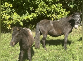 Plus de poneys/petits chevaux, Jument, 13 Ans, 120 cm, Gris noir
