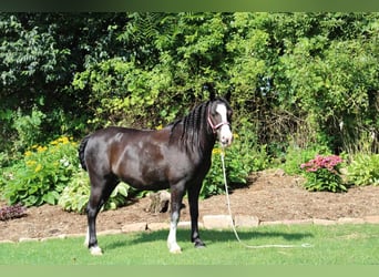 Plus de poneys/petits chevaux, Jument, 13 Ans, 124 cm, Noir