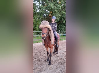Plus de poneys/petits chevaux Croisé, Jument, 13 Ans, 136 cm, Rouan Rouge