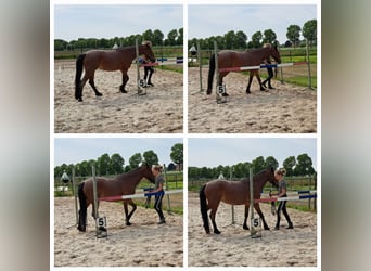 Plus de poneys/petits chevaux Croisé, Jument, 13 Ans, 136 cm, Rouan Rouge