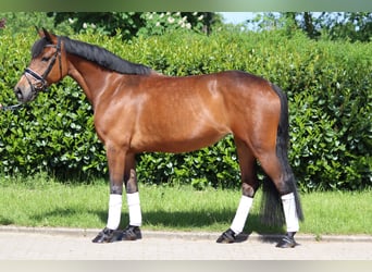 Plus de poneys/petits chevaux, Jument, 13 Ans, 148 cm, Bai