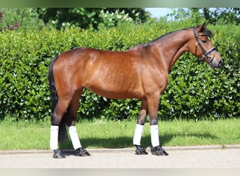 Plus de poneys/petits chevaux, Jument, 13 Ans, 148 cm, Bai