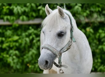 Plus de poneys/petits chevaux, Jument, 15 Ans, 128 cm, Gris moucheté