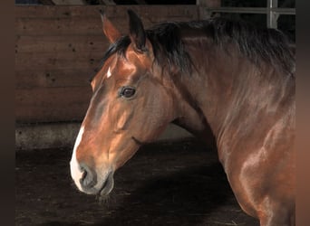 Plus de poneys/petits chevaux, Jument, 15 Ans, 150 cm, Bai