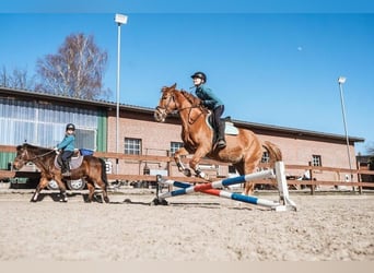 Plus de poneys/petits chevaux, Jument, 16 Ans, 147 cm, Alezan