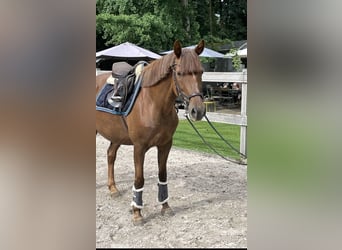 Plus de poneys/petits chevaux, Jument, 17 Ans, 148 cm, Alezan brûlé