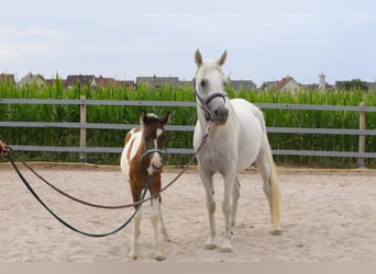 Plus de poneys/petits chevaux Croisé, Jument, 1 Année, 142 cm, Peut devenir gris