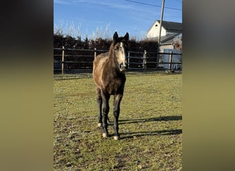 Plus de poneys/petits chevaux Croisé, Jument, 1 Année, 147 cm, Buckskin