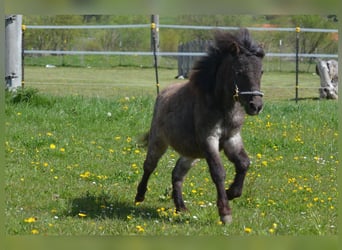 Plus de poneys/petits chevaux, Jument, 1 Année, 90 cm, Rouan Bleu