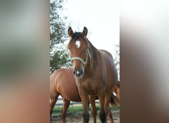 Plus de poneys/petits chevaux Croisé, Jument, 2 Ans, 155 cm, Bai clair