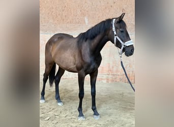 Plus de poneys/petits chevaux Croisé, Jument, 3 Ans, 147 cm, Bai