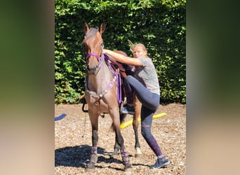 Plus de poneys/petits chevaux, Jument, 3 Ans, 155 cm, Rouan Rouge