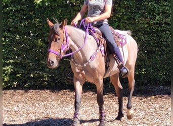 Plus de poneys/petits chevaux, Jument, 3 Ans, 155 cm, Rouan Rouge