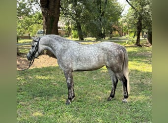 Plus de poneys/petits chevaux, Jument, 4 Ans, 130 cm, Gris pommelé