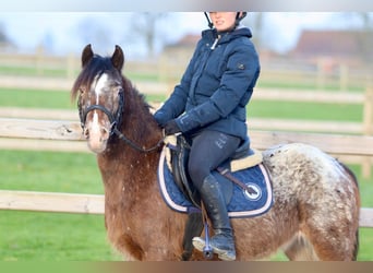 Plus de poneys/petits chevaux, Jument, 4 Ans, 130 cm, Overo-toutes couleurs