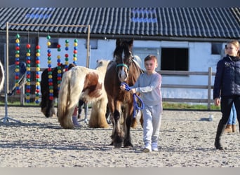 Plus de poneys/petits chevaux, Jument, 4 Ans, 130 cm, Overo-toutes couleurs