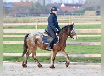 Plus de poneys/petits chevaux, Jument, 4 Ans, 130 cm, Overo-toutes couleurs