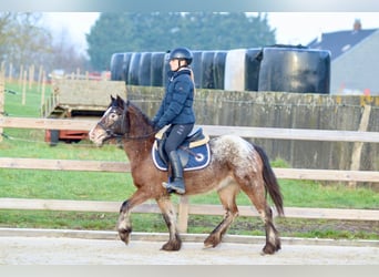 Plus de poneys/petits chevaux, Jument, 4 Ans, 130 cm, Overo-toutes couleurs