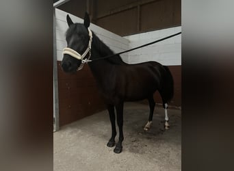 Plus de poneys/petits chevaux Croisé, Jument, 4 Ans, 141 cm, Noir