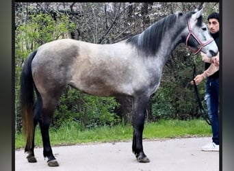Plus de poneys/petits chevaux, Jument, 4 Ans, 145 cm, Gris pommelé
