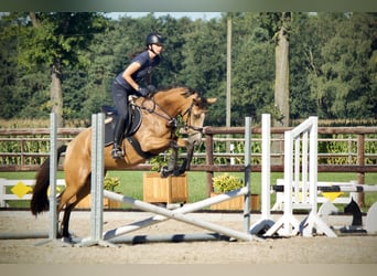 Plus de poneys/petits chevaux Croisé, Jument, 4 Ans, 156 cm, Buckskin
