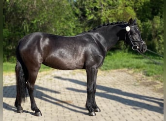 Plus de poneys/petits chevaux Croisé, Jument, 5 Ans, 128 cm, Noir