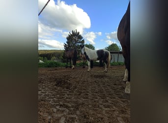 Plus de poneys/petits chevaux Croisé, Jument, 5 Ans, 140 cm, Peut devenir gris