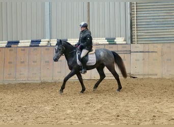 Plus de poneys/petits chevaux, Jument, 5 Ans, 140 cm, Rouan bleu