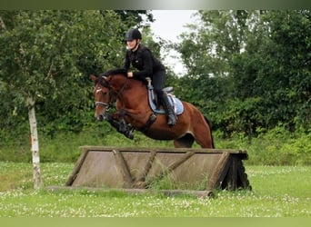 Plus de poneys/petits chevaux Croisé, Jument, 5 Ans, 145 cm, Bai