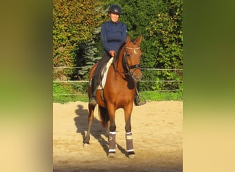 Plus de poneys/petits chevaux, Jument, 5 Ans, 145 cm, Bai