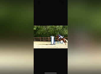 Plus de poneys/petits chevaux, Jument, 5 Ans, 146 cm, Bai clair